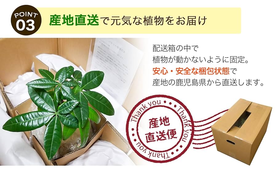 Amazon｜新セラミス植え パキラ 観葉植物 虫がこない